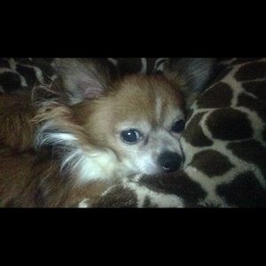 Meet your Posher, Anne rivers