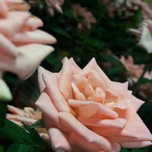 Meet your Posher, Nicolette