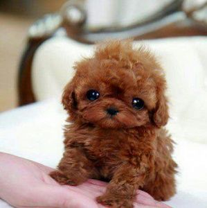 Meet your Posher, Lily