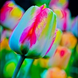 Meet your Posher, Lori