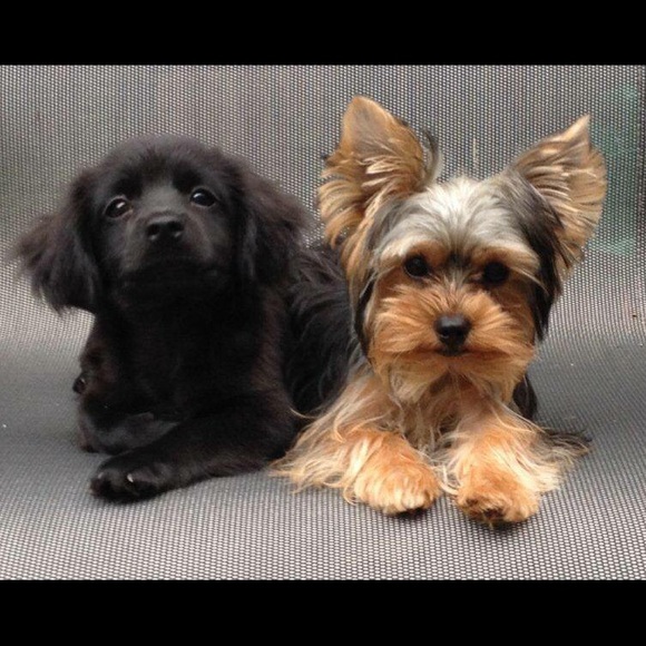 Meet your Posher, Angie - Picture 3 of 4