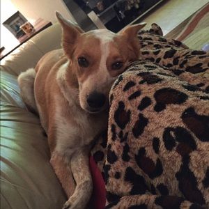 Meet your Posher, Casey