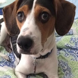 Meet your Posher, Casey