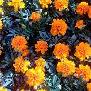 Meet your Posher, Lynette