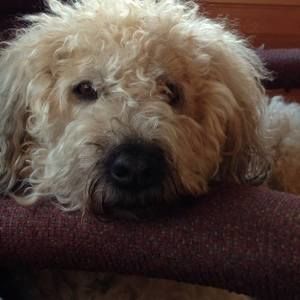 Meet your Posher, Jane