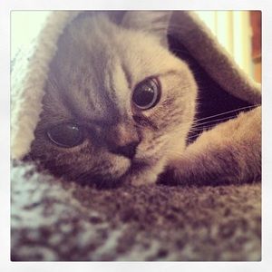 Meet your Posher, Jessica