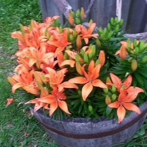 Meet your Posher, Lorraine