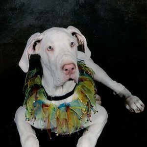 Meet your Posher, Denise