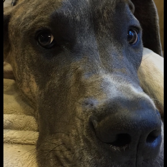 Meet your Posher, Sam - Picture 1 of 1