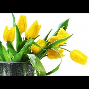 Meet your Posher, Rose