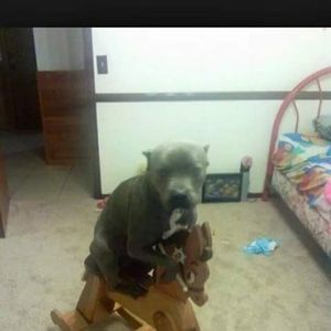 Meet your Posher, Jerry