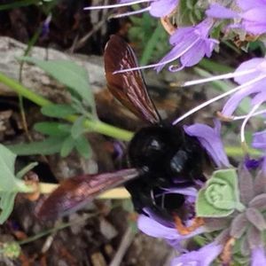 Meet your Posher, Faith