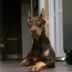 Meet your Posher, Brandy