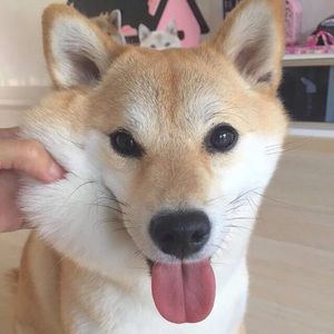 Meet your Posher, Hyoung