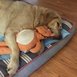 Meet your Posher, Lana