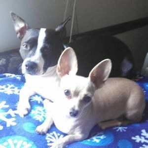 Meet your Posher, Daphne