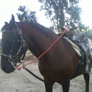 Meet your Posher, Lorri