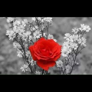 Meet your Posher, Millie