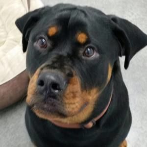 Meet your Posher, Carol