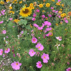 Meet your Posher, Corrine