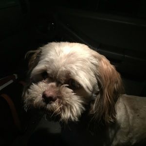 Meet your Posher, Isabel