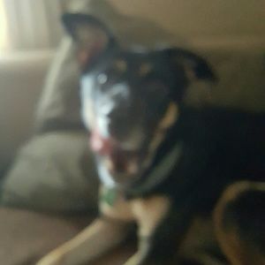 Meet your Posher, Joe