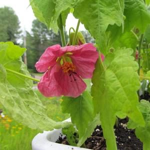 Meet your Posher, Carol