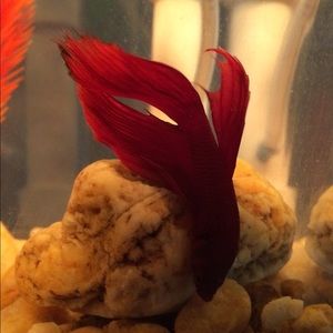 Meet your Posher, Joey