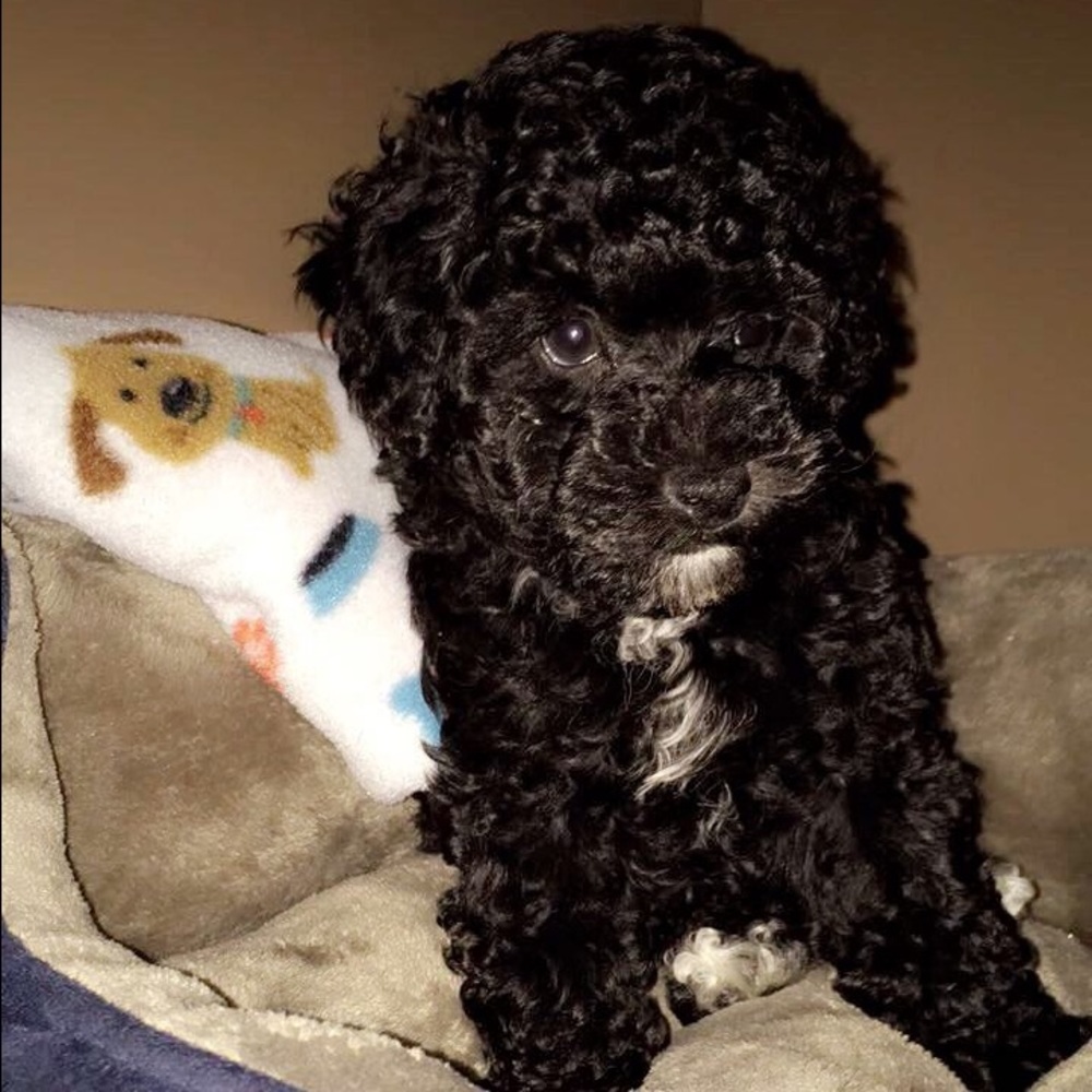 Meet your Posher, Silvia