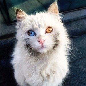 Meet your Posher, Juliann