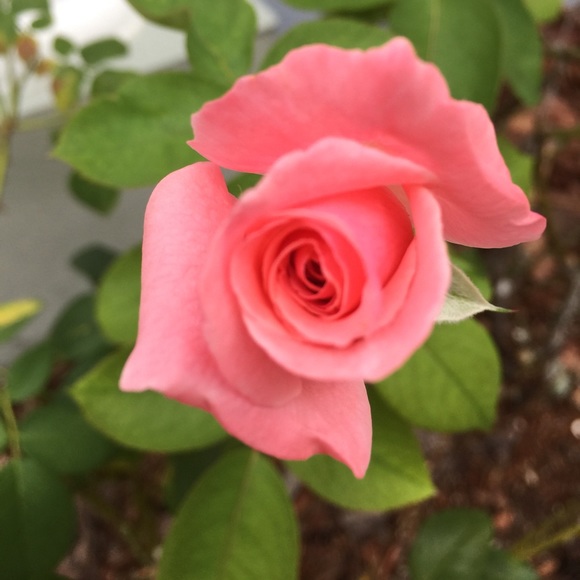 Meet your Posher, Casey