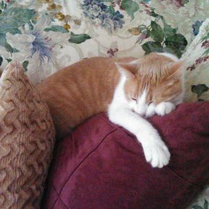 Meet your Posher, Debbie