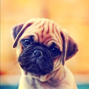 Meet your Posher, Ellie