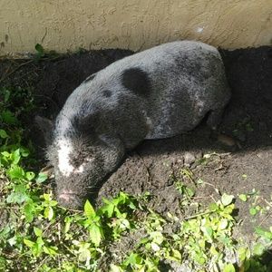 Meet your Posher, Sharon