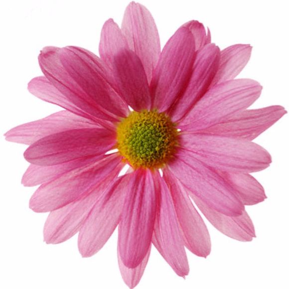 Meet your Posher, Jacklyn - Picture 1 of 1