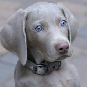 Meet your Posher, Eva