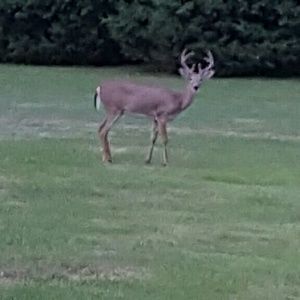 Meet your Posher, Donna