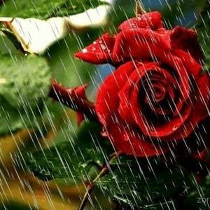 Meet your Posher, Bj