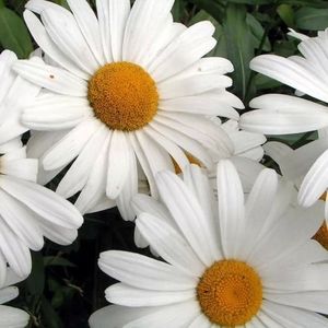 Meet your Posher, Jodie