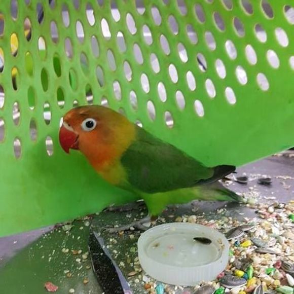 Meet your Posher, Julio - Picture 1 of 1