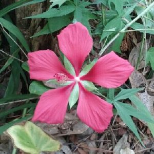 Meet your Posher, Jen