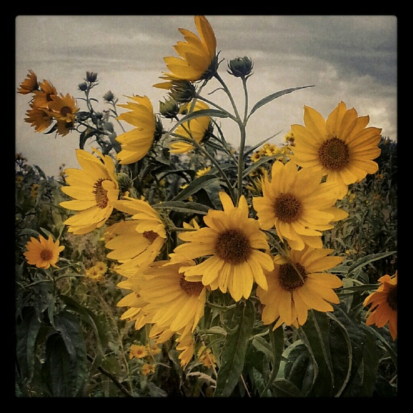Decorative 5x5 photo tile