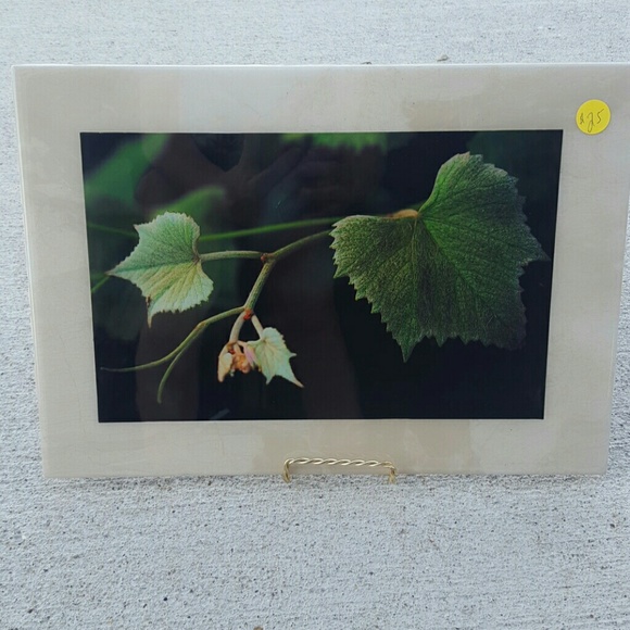 Grape vine Decorative 10x14 photo tile