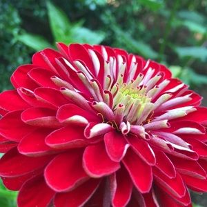 Meet your Posher, Rose