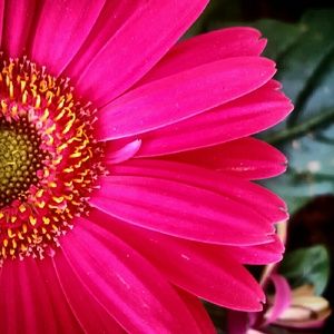 Meet your Posher, Tara