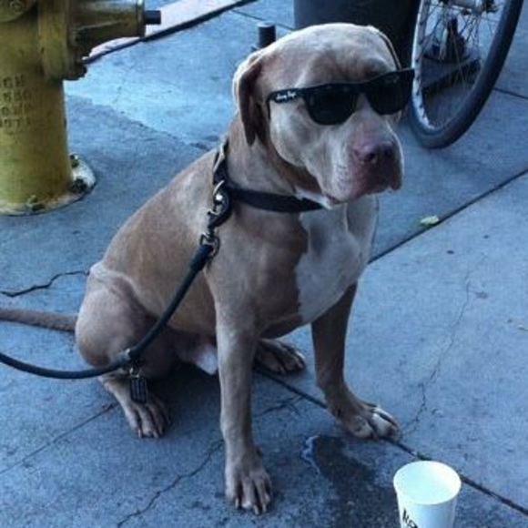 Meet your Posher, Carol