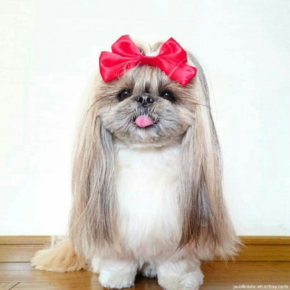 Meet your Posher, Stephanie - Picture 1 of 1