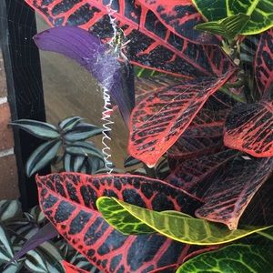 Meet your Posher, Jodie