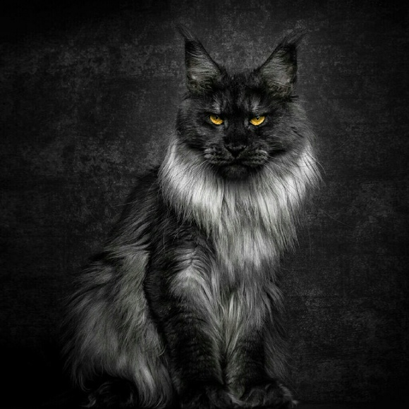 Meet your Posher, Catherine - Picture 1 of 1