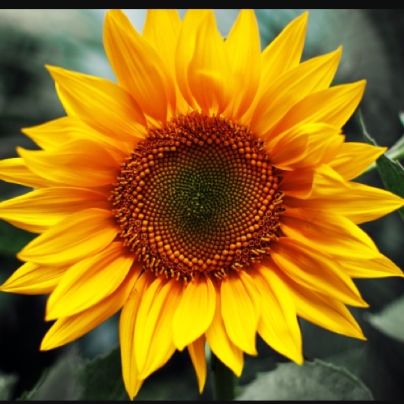 Meet your Posher, Chelsea